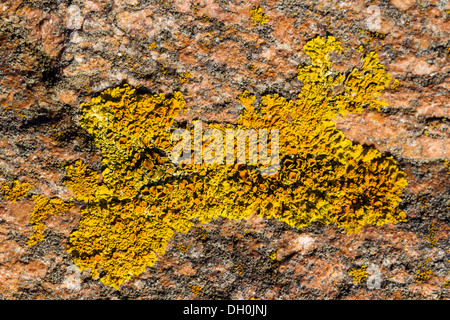 Flechten auf einem Marmorierten Rock an der Ostsee, Fehmarn, schleswig-holstein Stockfoto