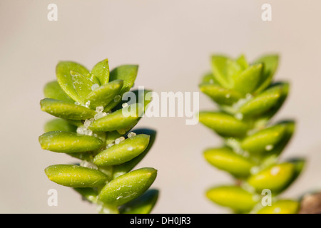 Meer Sandwort oder Meer sandplant (honckenya peploides), Fehmarn, schleswig-holstein Stockfoto