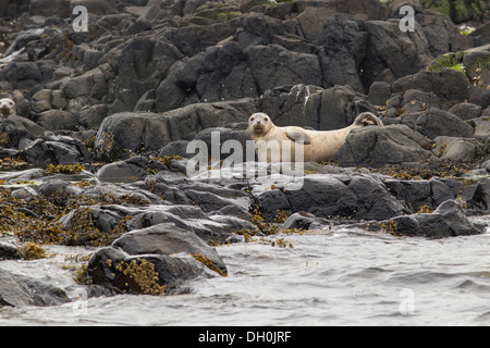 Kegelrobbe (halichoerus grypus), Farne Islands, Northumberland, England, Vereinigtes Königreich, Europa Stockfoto