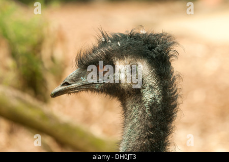 Emu im Zoo von Melbourne, Victoria, Australien Stockfoto