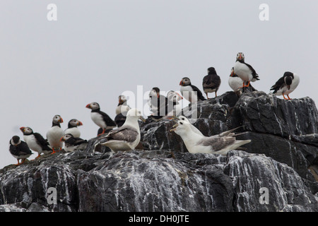 Papageitaucher (Fratercula arctica) und nördlichen Eissturmvögel (Fulmarus glacialis), Farne Islands, Northumberland, England, Vereinigtes Königreich Stockfoto
