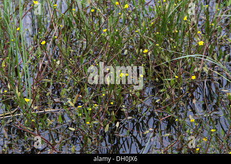 Geringerem Spearwort, Ranunculus flammula Stockfoto