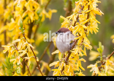 Eurasischen Feldsperling (Passer montanus) auf einem Forsythia Bush, fuldabrueck, Hessen Stockfoto