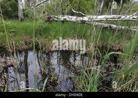 Fen-Wälder mit Birken Stockfoto