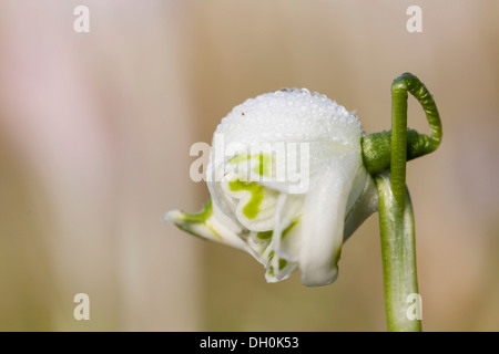 Märzenbecher (Leucojum vernum), Hessen Stockfoto