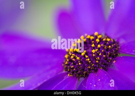 Zinerarie (pericallis x hybrida senetti Deep Blue), Detail einer Blume Stockfoto