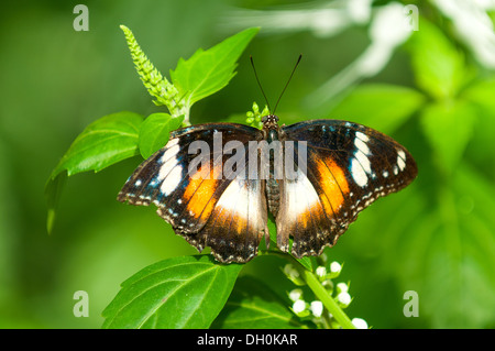 Weibliche gemeinsame Eggfly im Zoo von Melbourne, Victoria, Australien Stockfoto