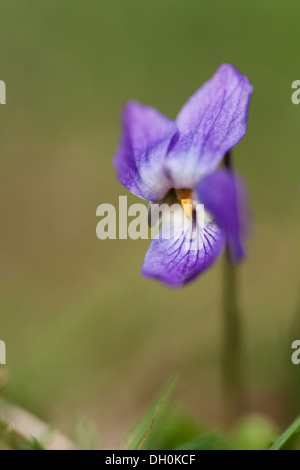 Süße violett oder englisch Veilchen (Viola odorata), Hessen Stockfoto