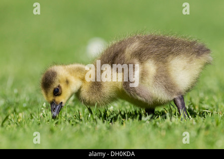 Küken einer Graugans (Anser anser), Hessen Stockfoto