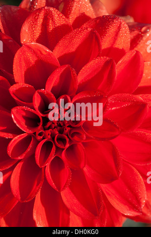 Detaillierte Ansicht, Dahlie (Dahlia), Hessen Stockfoto