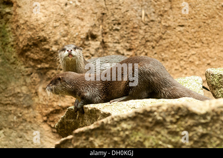 Asiatische kleine krallte Otter im Zoo von Melbourne, Victoria, Australien Stockfoto