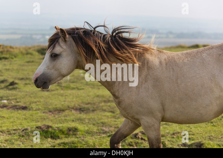 Wildes Pony auf walisischen Hügeln 138368 Ponies) Stockfoto