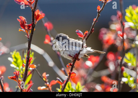 Lesser Whitethroat (Sylvia Curruca), Fuldabrück, Fuldabrück, Hessen, Deutschland Stockfoto