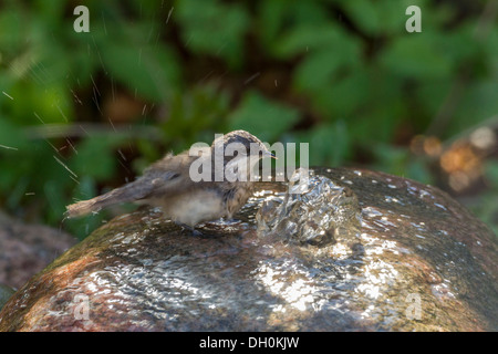 Lesser Whitethroat (Sylvia Curruca), Fuldabrück, Fuldabrück, Hessen, Deutschland Stockfoto