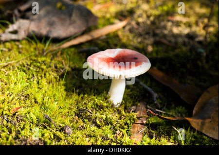 Pilz Pilz auf einem moosigen Wald Boden rot ubling sanguineaund Stockfoto