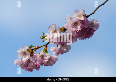 Blüten einer blühenden Mandel (Prunus triloba), Kassel, Kassel, Hessen, Deutschland Stockfoto