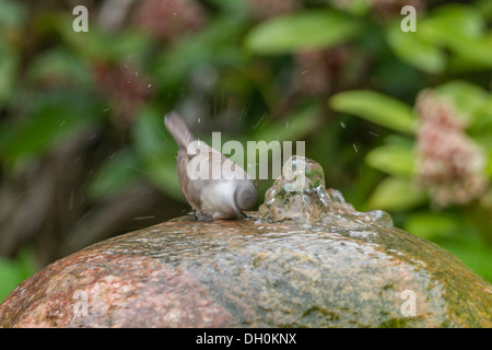 Lesser Whitethroat (Sylvia Curruca), Fuldabrück, Fuldabrück, Hessen, Deutschland Stockfoto