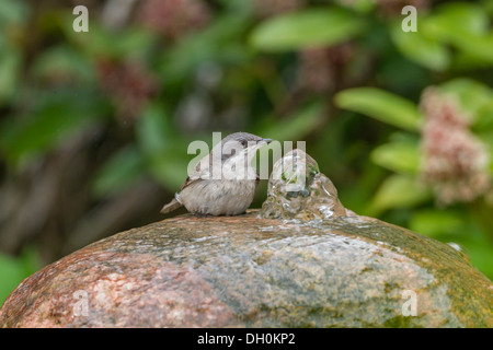 Lesser Whitethroat (Sylvia Curruca), Fuldabrück, Fuldabrück, Hessen, Deutschland Stockfoto