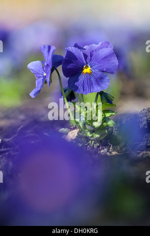 Garten Stiefmütterchen (Viola wittrockiana), Kassel, Kassel, Hessen, Deutschland Stockfoto