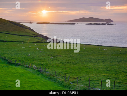 County Kerry, Irland: Sonnenuntergang über Blasket Sound und die Blasket Islands von Dunmore Head Stockfoto