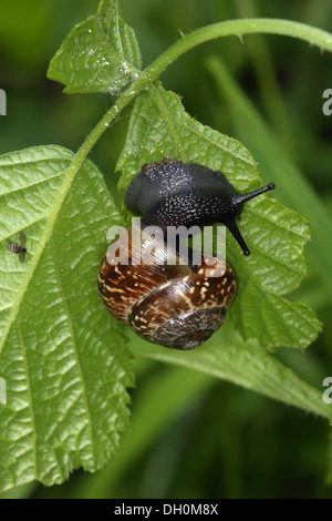 Wäldchen Schnecke, Arianta arbustorum Stockfoto