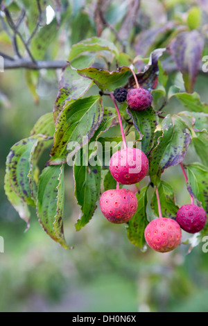 Japanische Blüte Hartriegel, Cornus Kousa, Longwood Gardens, Kennett Square, Pennsylvania, USA Stockfoto