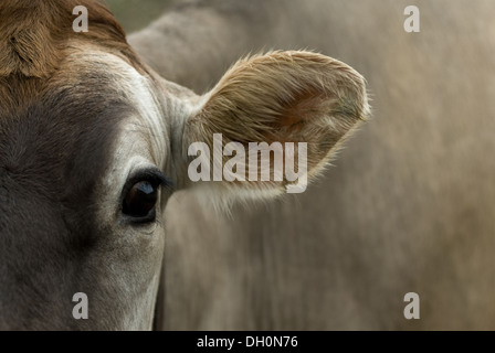 Eine Jersey Kuh starrt lakonisch in die Kamera, ein Auge und Ohr deutlich zeigen. Stockfoto