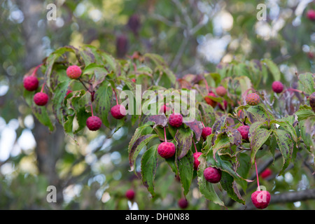 Japanische Blüte Hartriegel, Cornus Kousa, Longwood Gardens, Kennett Square, Pennsylvania, USA Stockfoto