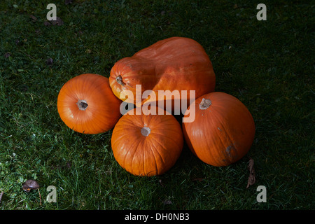 leuchtend orange Kürbisse, angeordnet auf einer Wiese Stockfoto