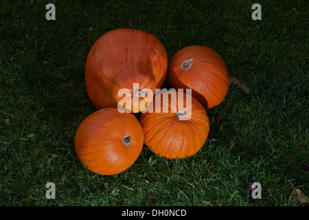 leuchtend orange Kürbisse, angeordnet auf einer Wiese Stockfoto