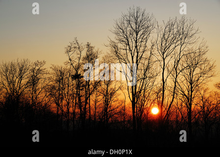 Bäume im Winter gegen die untergehende Sonne UK Stockfoto