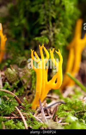 Der Hirsch Horn Pilz (Xylaria Hypoxylon) wächst auf eine alten Pinie stumpf in den Brecon Beacons. Stockfoto