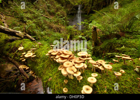 Pilze, (wahrscheinlich Hallimasch (Armillaria Mellea)) über einen kleinen Bach in den Brecon Beacons auf einen umgestürzten Baum wachsen. Stockfoto