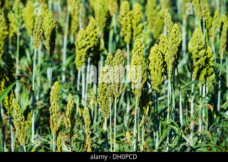 Japanische Barnyard Hirse (Echinochloa Frumentacea) auf einem Feld in der Dordogne, Aquitaine, Frankreich Stockfoto