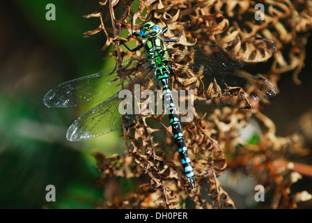 Eine südliche Hawker Libelle Atrest auf Bracken UK Stockfoto