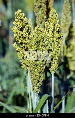 Japanische Barnyard Hirse (Echinochloa Frumentacea) auf einem Feld in der Dordogne, Aquitaine, Frankreich Stockfoto