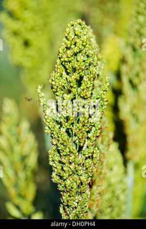 Japanische Barnyard Hirse (Echinochloa Frumentacea) auf einem Feld in der Dordogne, Aquitaine, Frankreich Stockfoto