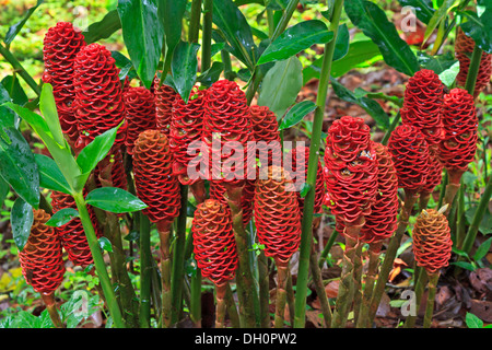 Rote Kieferkegel Ingwer in den Gärten am Arenal Observatory Lodge, Costa Rica Stockfoto