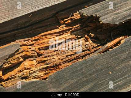 verfallene faulen Loch in ein altes board Stockfoto