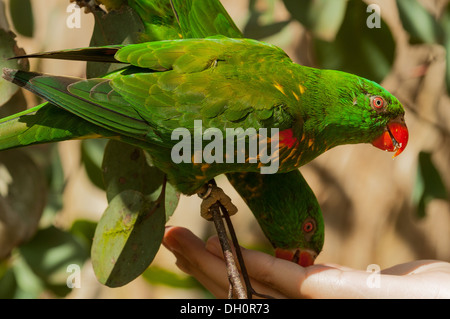 Männliche Eclectus Papagei Fütterung in Healesville Sanctuary in der Nähe von Melbourne, Victoria, Australia Stockfoto