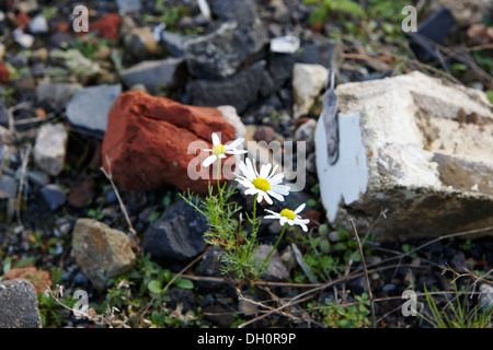 Gänseblümchen wachsen durch Bauschutt auf Brachland Stockfoto