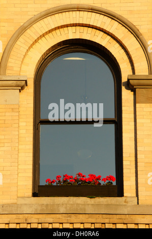 Geranien auf einer Fensterbank eines alten Bankgebäudes im historischen Viertel Fairhaven, Stadt Bellingham, Washington Stockfoto