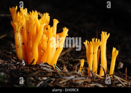 Gelbe Stagshorn Pilz (Calocera Viscosa) Fruchtkörper wachsenden auf faulenden Nadelbaum Nadeln Fingle Holz Dartmoor devon Stockfoto