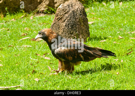 Schwarzes-breasted Bussard in Healesville Sanctuary in der Nähe von Melbourne, Victoria, Australia Stockfoto