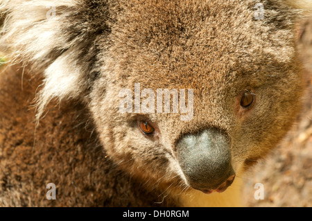 Koala in Healesville Sanctuary in der Nähe von Melbourne, Victoria, Australia Stockfoto