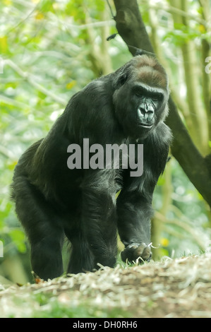 Westlicher Flachlandgorilla im Zoo von Melbourne, Victoria, Australien Stockfoto