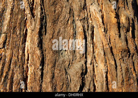 Nahaufnahme der Rinde am Stamm ein Riesenmammutbaum (Sequoiadendron Giganteum)-Baum wächst in Kerrisdale, Vancouver, BC, Kanada Stockfoto