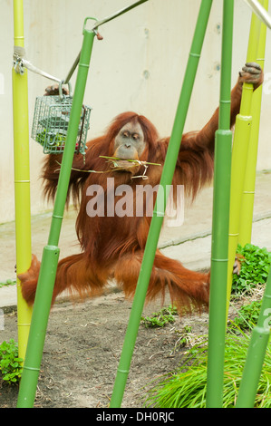 Sumatra Orang-Utan im Zoo von Melbourne, Victoria, Australien Stockfoto