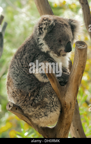 Koala im Zoo von Melbourne, Victoria, Australien Stockfoto