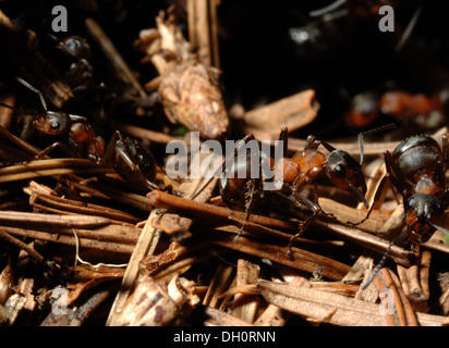 Formica Rufa oder südlichen Waldameisen in Nadelbaum Plantage bei Fingle Holz Dartmoor Devon uk Stockfoto